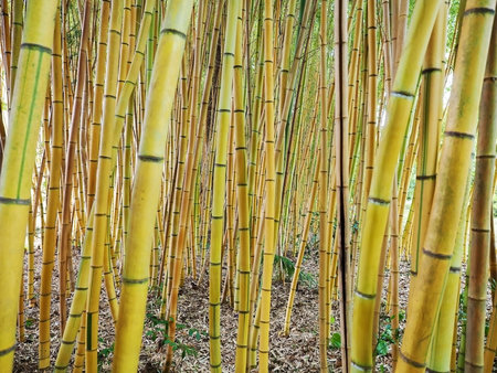 Dense green bamboo thickets in the park. Bamboo grove. Full screen photoの写真素材