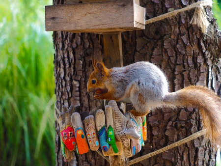 Red grey squirrel gnaws nut sitting on painted feeder hanging on tree trunkの写真素材