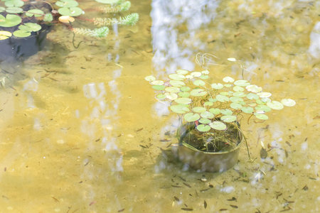 A park pond with clear water and green water lily leaves floating in it. Full screen photoの写真素材