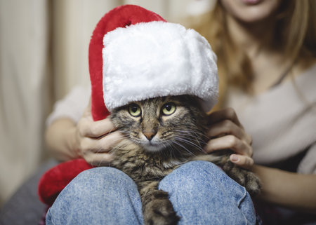 Santa cat sitting on the lap of the hostess. Christmas atmosphere. Waiting for the holidayの写真素材