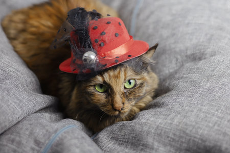 A beautiful lady cat in a red retro hat lies on a gray soft armchair. Focus on the cats face and eyesの写真素材