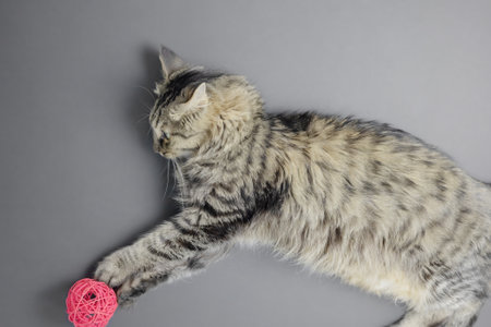 A fluffy cat with beautiful hair lies on its side on a gray background and plays with a red...