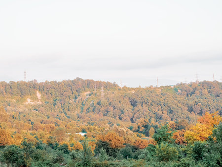 Valley view with yellow-green forest, power lines in the distance and cloudy sky