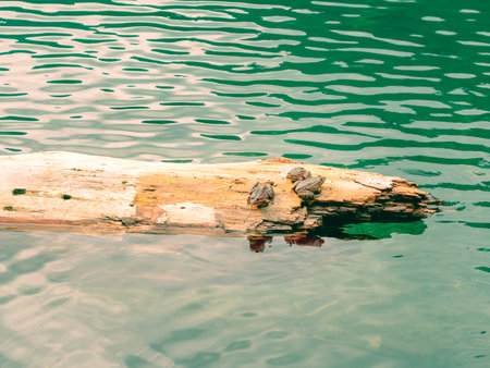 Three frogs are sitting on a log floating in the clear calm water of the lake.の写真素材