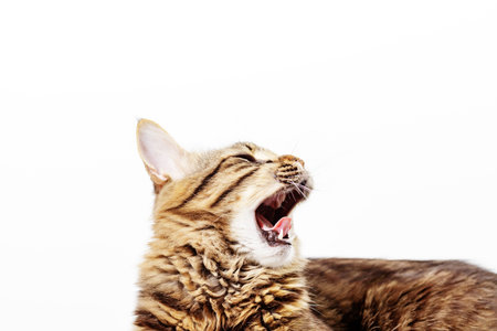Beautiful domestic cat yawns on a white background. Studio photography of animals. Profile picture of a catの写真素材