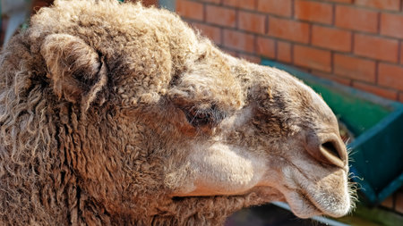 The muzzle of a camel in profile close-upの写真素材
