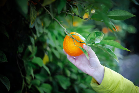 Close-up of a hand gently holding a freshly picked orange against the lush background of an orchard.の写真素材
