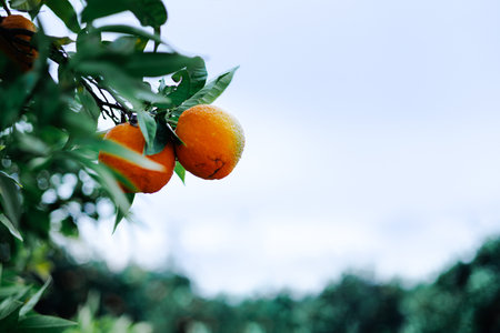 A close-up view of vibrant orange fruits hanging from the branches of a tree in a lush orchard, showing the freshness and natural beauty of the produce.の写真素材
