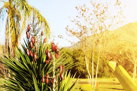 Close-up of a tropical plant with bright red fruits growing among its green, pointed leaves, set against a sunny backdrop with palm trees.の写真素材