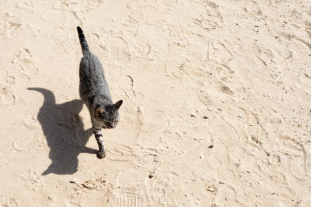 A solitary striped cat gracefully strolls across a sandy surface, casting a distinct shadow under the bright sunlight. the setting captures a relaxed, warm atmosphere with visible footprints and textured sand. perfect for themes of exploration, tranquility, and simplicity, this image evokes a sense of curiosity and leisure in a natural setting.の写真素材