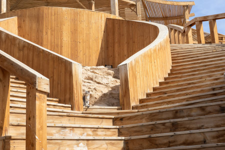 Sunlit wooden walkway featuring a curious cat amidst charming stone accents. the winding stairs create a sense of movement, while elegant wooden textures add warmth. this tranquil architectural scene is ideal for design inspiration, travel content, or nature-focused projects. the serene atmosphere invites exploration and relaxation.の写真素材