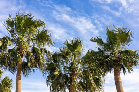 Lush green palm trees towards reach a vibrant blue sky, perfectly capturing the essence of a tropical paradise. the clear day highlights the leaves and creates a serene, peaceful atmosphere, ideal for travel or nature-themed projects. the vivid colors and tranquil scene evoke feelings of relaxation, making it suitable for use in vacation promotions or environmental campaigns.の写真素材