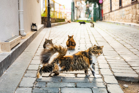 Stray cats roaming a cobblestone alley in a sunny urban setting.の写真素材