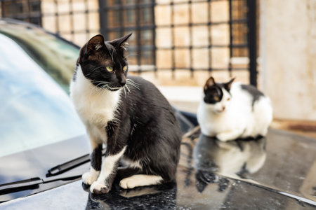 Two cats relax on car hood in urban setting.の写真素材