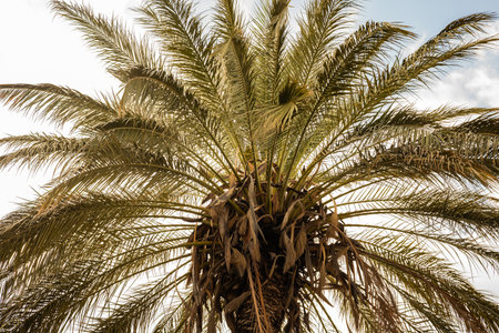 Majestic palm tree against a bright sky with sunlight filtering through leaves.