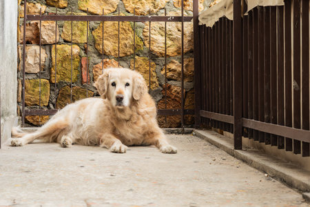 Golden retriever resting in a sunny outdoor patio.