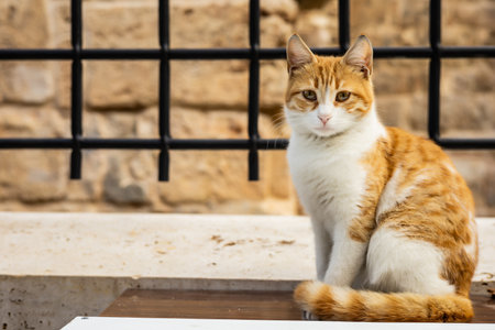 Orange and white cat sitting by a fence outdoors.の写真素材