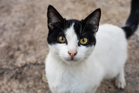 Black and white cat with bright yellow eyes on concrete background.の写真素材