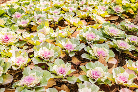 Vibrant ornamental cabbages in autumn garden displaying colorful foliage.の写真素材