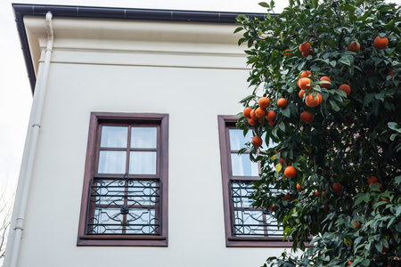 Orange tree with ripe fruit next to cream-colored building with dark windows.の写真素材
