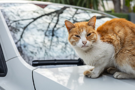 Orange and white cat sitting on a car hood in a relaxed pose.
