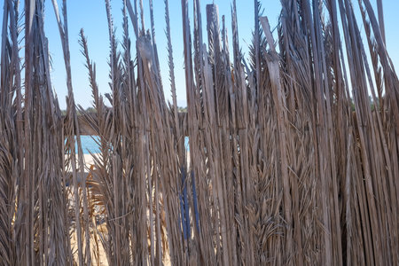 Tall dry reeds with blue sky backgroundの写真素材