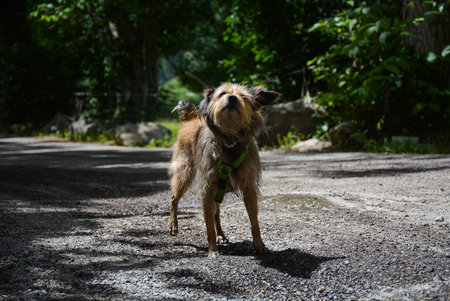 Orange dog with black ears & tail wearing a green collar in the middle of a path surrounded by trees at Catalonia, spainの写真素材