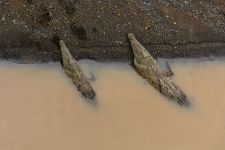 Two crocodiles of different size resting at a riverside with half of their bodies submerged at the river T??¡coles in Costa Ricaの写真素材
