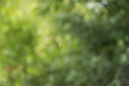 Little orange spider in the center of a big web with a blurred greenish backgroundの写真素材