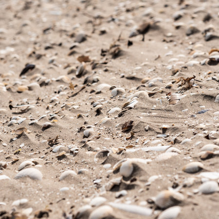shells on the beach in the sand, note shallow depth of field - Sandymount, Dublin