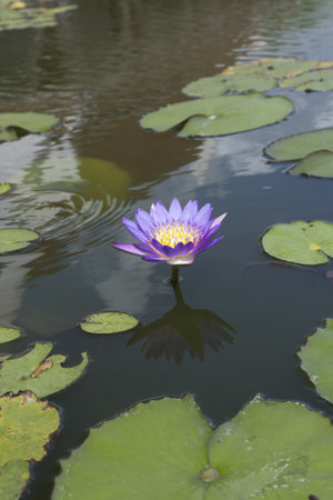 pink lotus flower on isolate background の写真素材