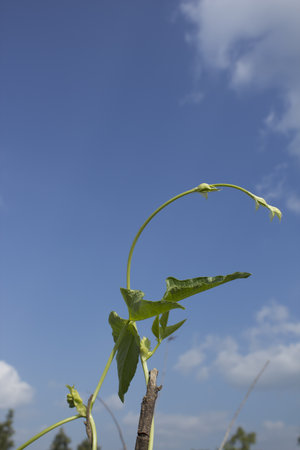 the bean  of blue sky