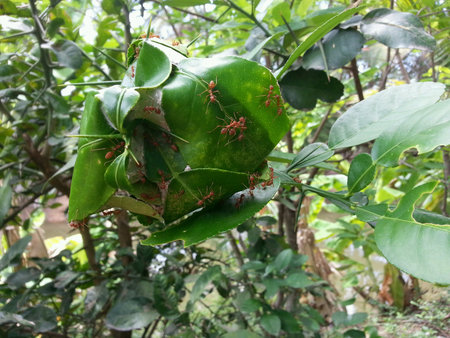 Ant nests with leavesの素材