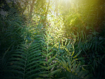Sunlit ferns in gardenの素材