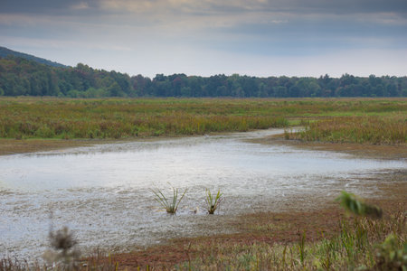 Wetland streamの写真素材