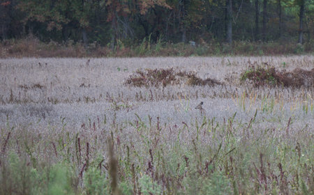 Deer camophlaged in the midst of autumn weedsの写真素材