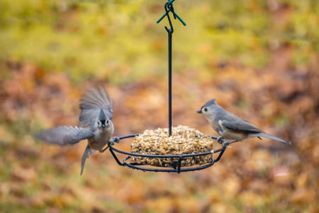 Coming in for a landing!の写真素材