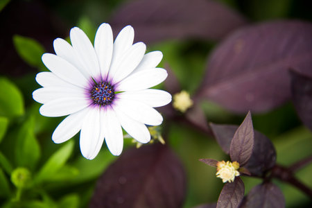 White African Daisyの写真素材
