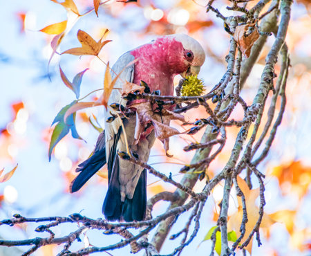 Galah Time