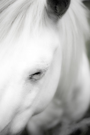 Horse headの写真素材