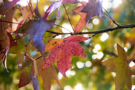 Autumn leaves in the fall