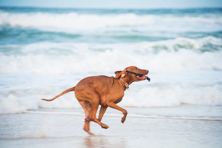 Running dogの写真素材