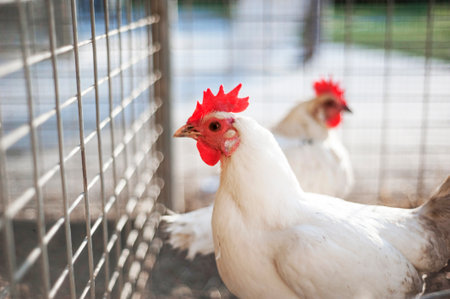 Chicken in cag