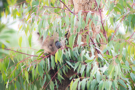 Koala hiding in the treesの写真素材
