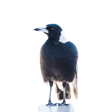 Magpie against white background.の写真素材