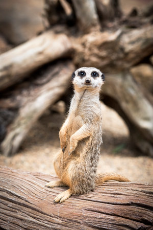 Meerkat looking at cameraの写真素材