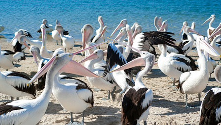 Busy group of pelicansの写真素材