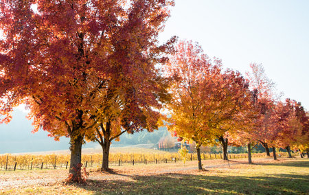 Lots of orange autumn trees next to a vineyard and popular walking pathの写真素材