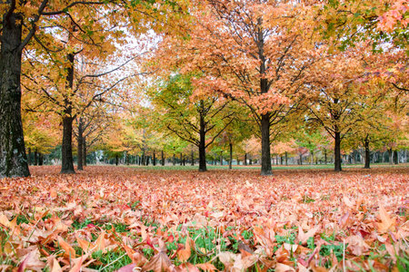 Getting low while the ground is covered by orange autumn leavesの写真素材