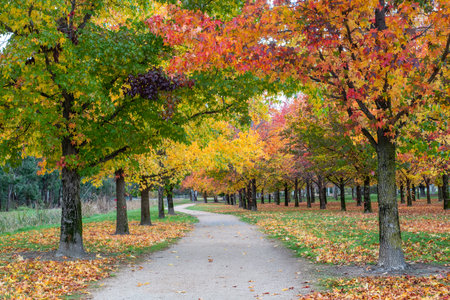 Standing on a pathway as the autumn trees are on either sideの写真素材
